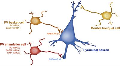 Effects of Adolescent THC Exposure on the Prefrontal GABAergic System: Implications for Schizophrenia-Related Psychopathology